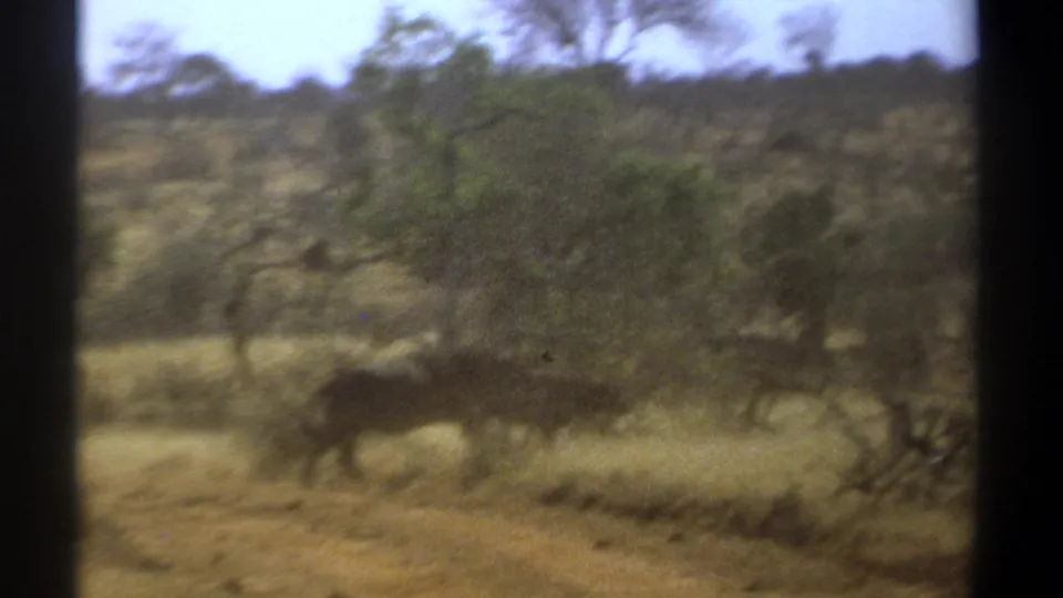 Kenya 1969 8mm frame with a dark buffalo-like animal running across dusty savanna below scattered trees and shrubs.