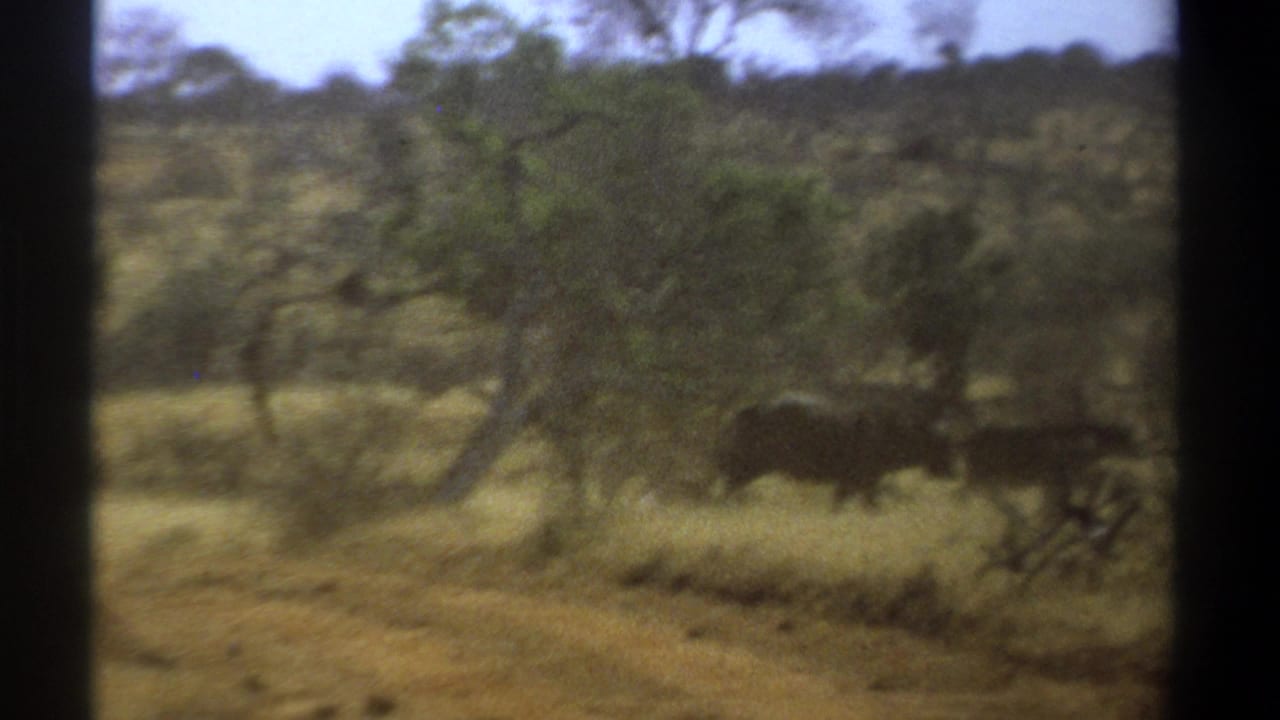 1969 Kenya 8mm frame showing buffaloes crossing dry savanna grassland among scattered trees, with soft focus and film grain.