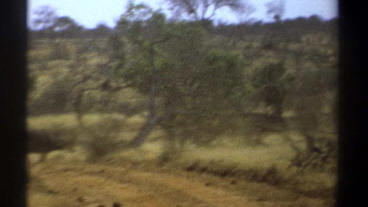 Open savanna with trees and grass; buffaloes are faint or obscured.
