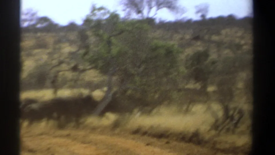 1969 Kenya 8mm frame with buffaloes moving across the lower edge of a dry savanna scene, partly blurred by vehicle motion.