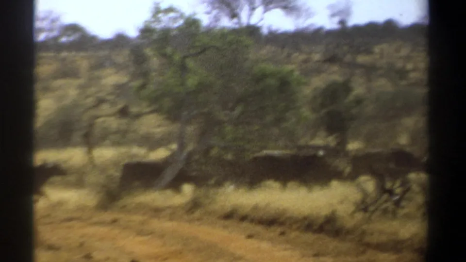 1969 Kenya 8mm frame showing several buffaloes moving through dry savanna grass near trees and scrub, with grainy home-movie texture.