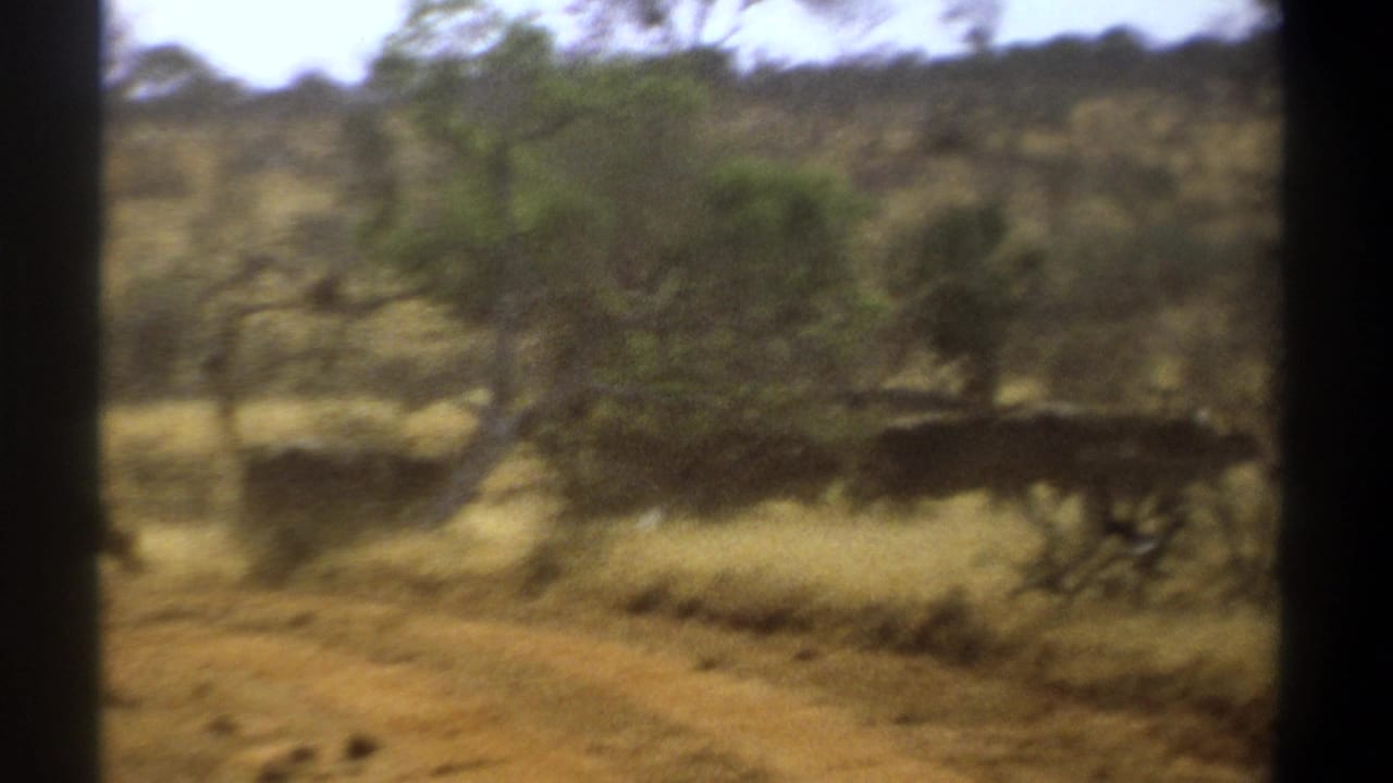 1969 Kenya 8mm frame showing cattle crossing dry savannah-like ground between scattered trees, viewed through dark vertical edges.