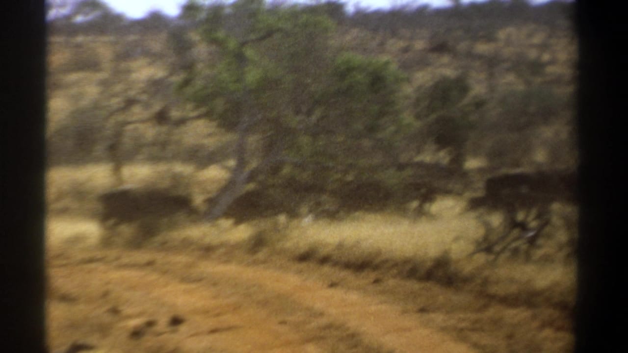 Blurred cattle pass behind trees across a dry field with hills in the background.