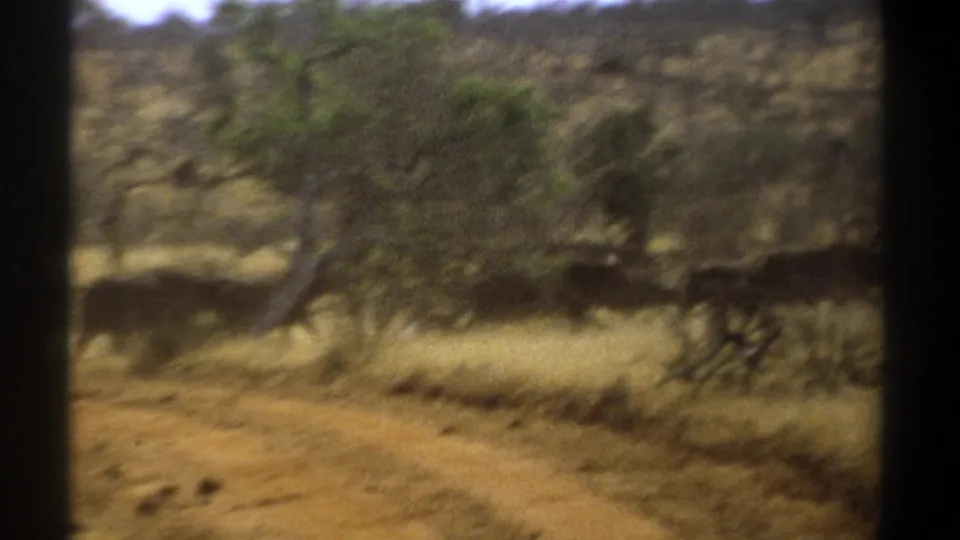 1969 Kenya 8mm frame showing cattle in motion across dusty savannah-like terrain with trees and soft film blur.