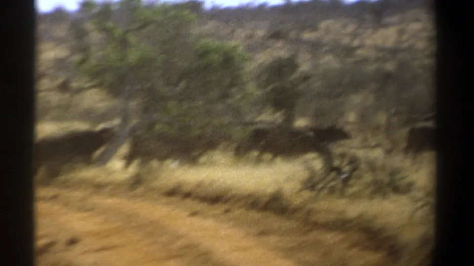 1969 Kenya 8mm frame of cattle moving through a dry, tree-dotted field, with dark vertical edges suggesting a vehicle view.