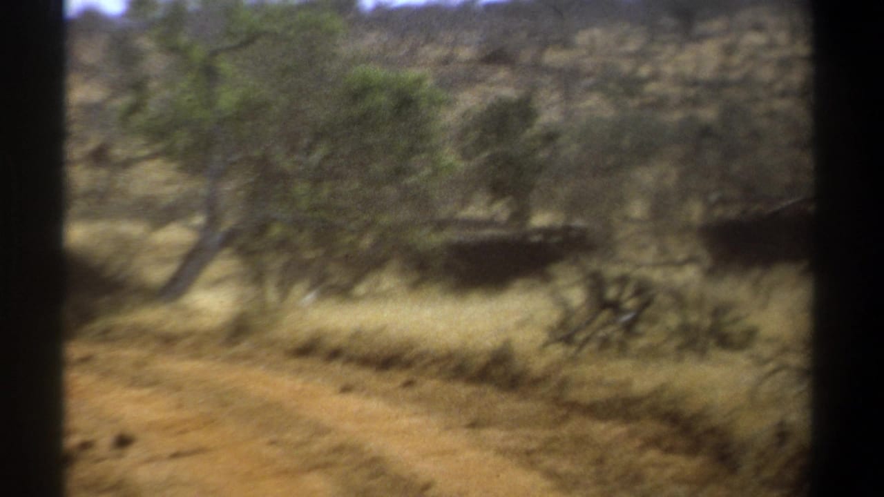 Savanna scene with dry grass, a dirt track, trees, and blurred distant animals.