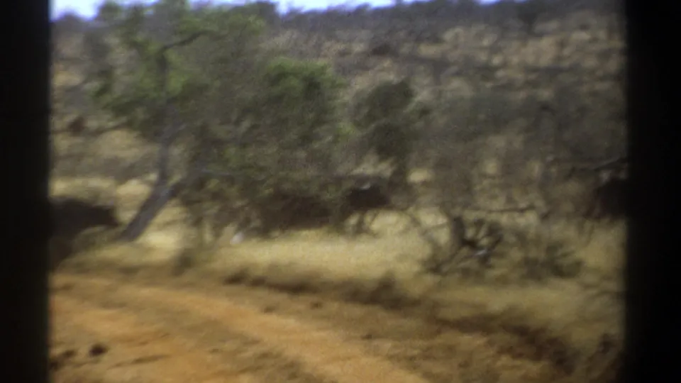 Visitor-shot 1969 Kenya safari frame with motion blur, dry savanna grass, trees, shrubs, and distant large mammals in the background.