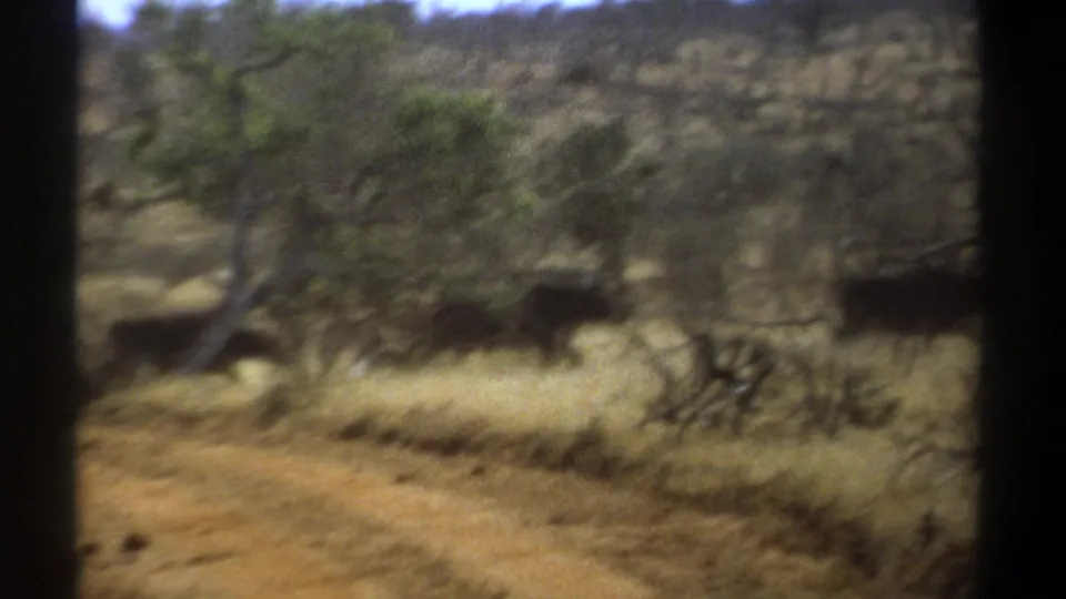 1969 Kenya home-movie frame showing distant large mammals among dry grass, shrubs, and sparse trees, with visible 8mm gate edges.