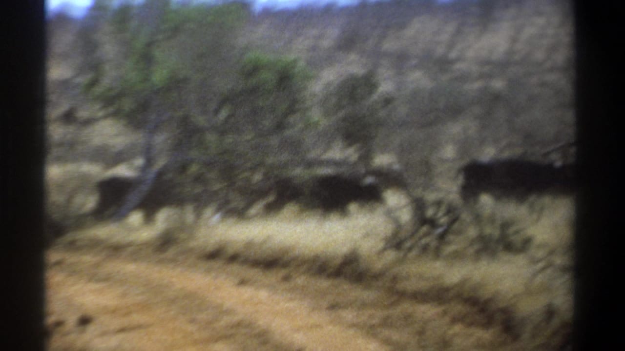 1969 Kenya 8mm frame showing dry savanna, scattered trees, blurred dark herd animals, and a dark vertical film border.