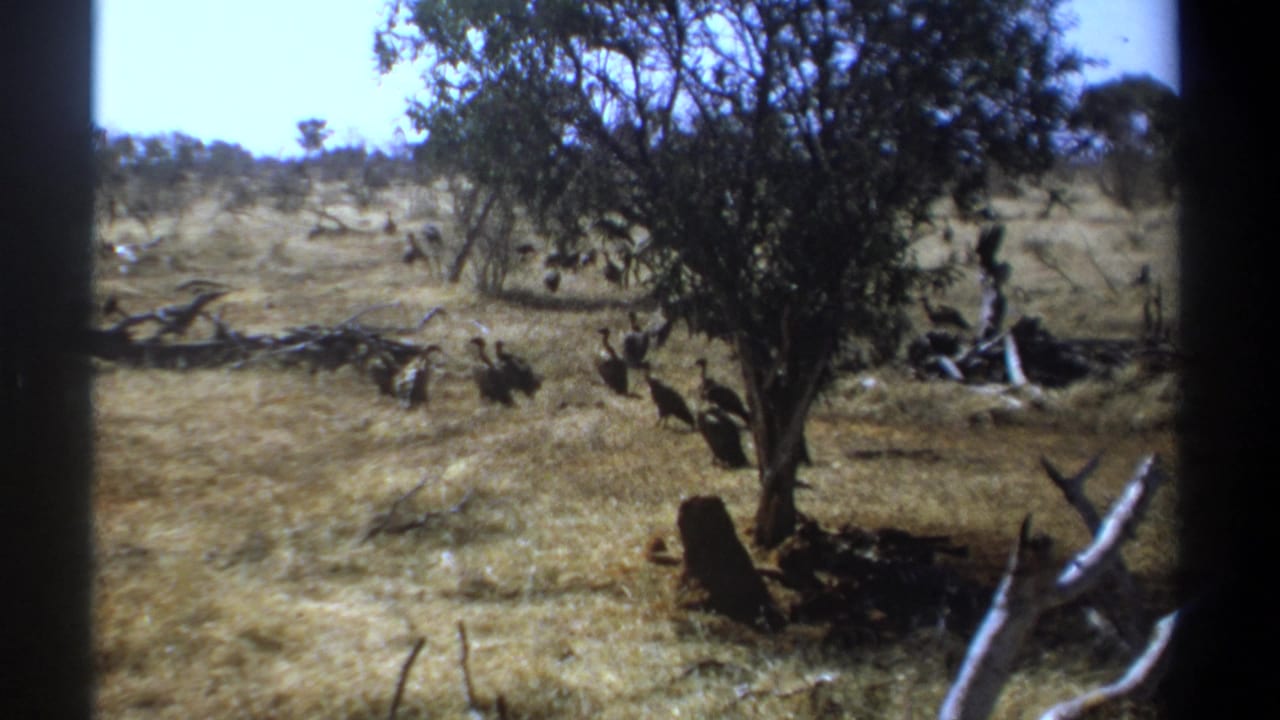1969 Kenya 8mm frame with large birds likely vultures gathered beneath a tree in a dry savanna setting.