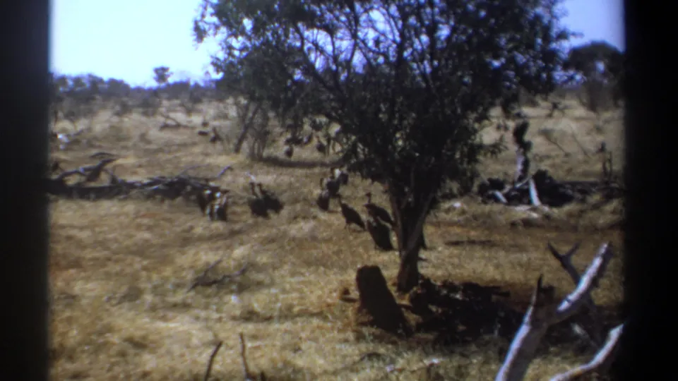 1969 Kenya 8mm view of large birds beneath a savanna tree, with pale branches and open dry grassland around them.