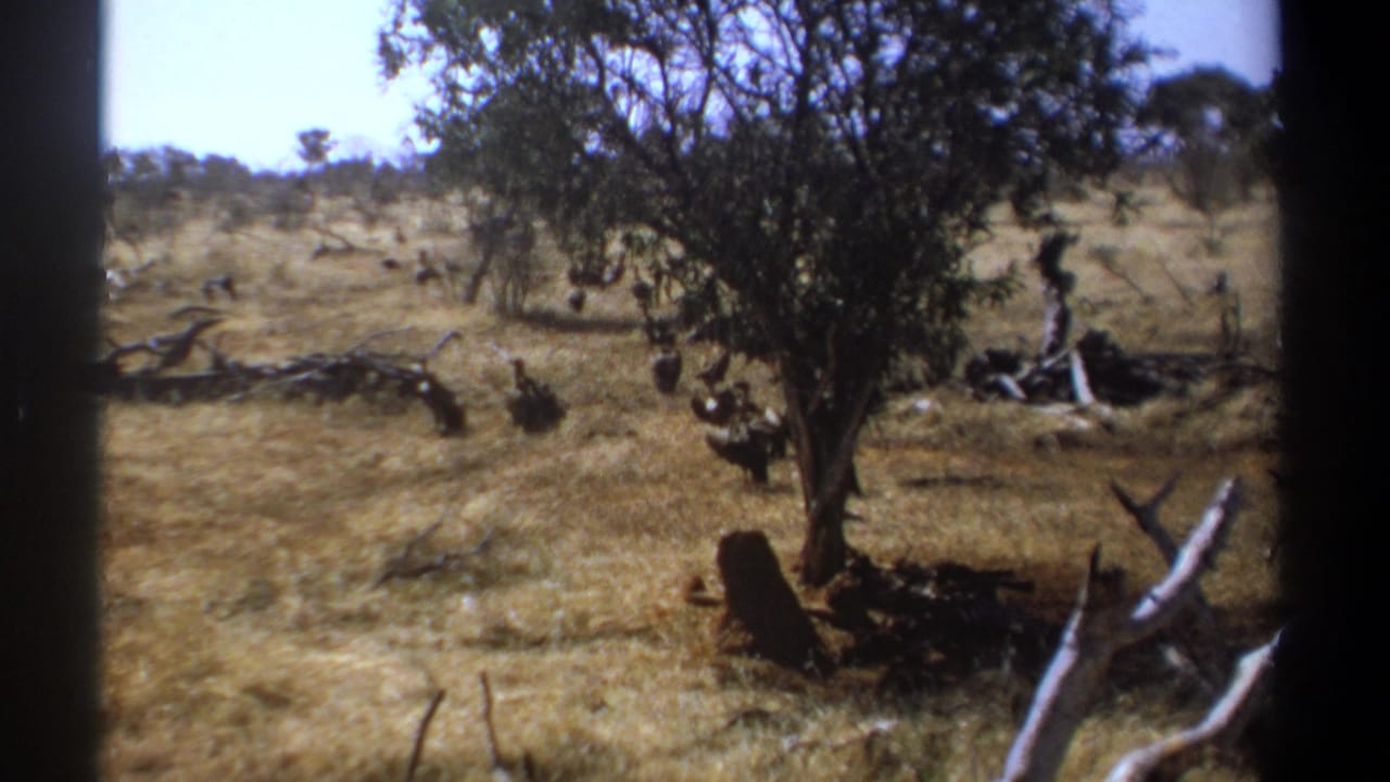 1969 Kenya 8mm frame showing large ground birds near a central tree in a dry savanna landscape.