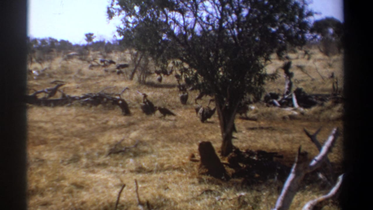 Vintage Kenya wildlife frame with several large birds moving across sunlit dry grass beside a tree.