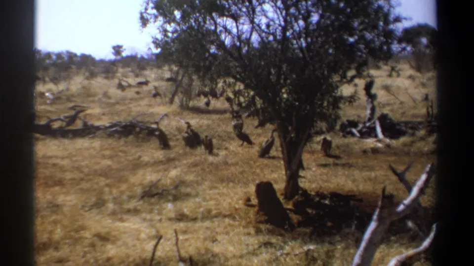 1969 Kenya home-movie frame showing a small group of large birds around a tree in open savanna.