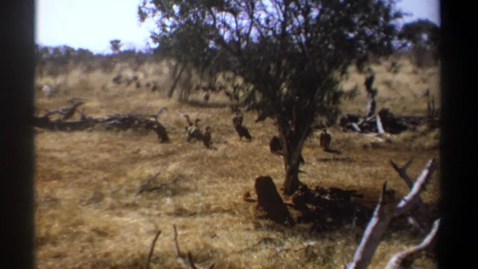 Kenya 1969 8mm wildlife frame with large birds crossing a dry grass clearing near a tree.