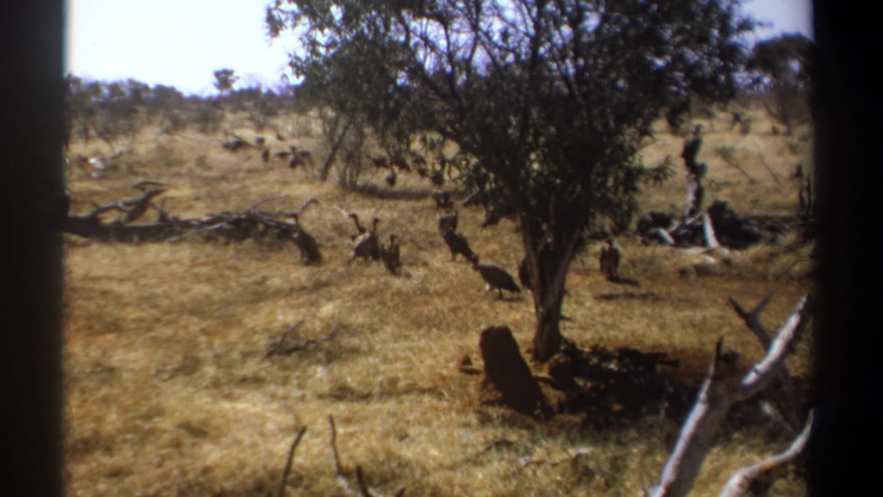 Dry savanna with vultures moving near a tree, scattered branches, and open grassland.