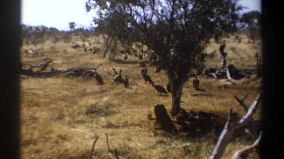 1969 Kenya 8mm frame with vultures visible around a small tree in a dry, sunlit savanna landscape.