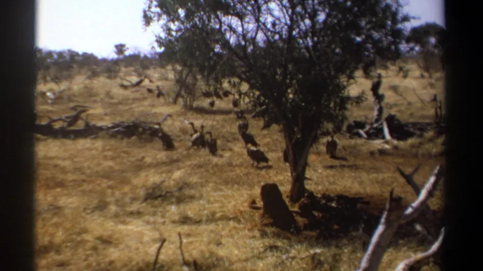 1969 Kenya 8mm frame showing several vultures spread across a dry savanna scene with a tree and fallen wood.