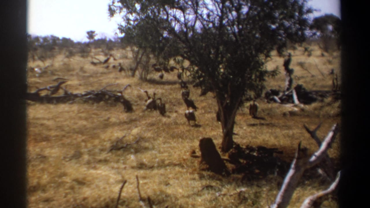 1969 Kenya 8mm frame showing vultures under a central tree in dry savanna, viewed through dark edges.