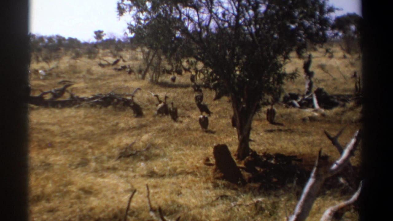 1969 Kenya 8mm wildlife frame with vultures and a possible marabou stork foraging near a shaded tree.