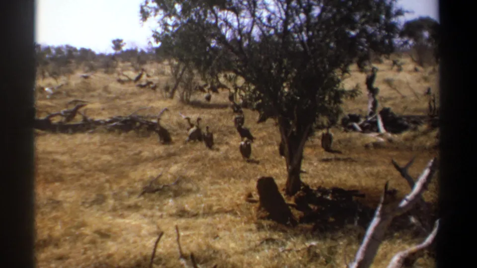 Kenya 1969 home-movie frame showing vultures foraging below a tree in a dry savanna landscape.
