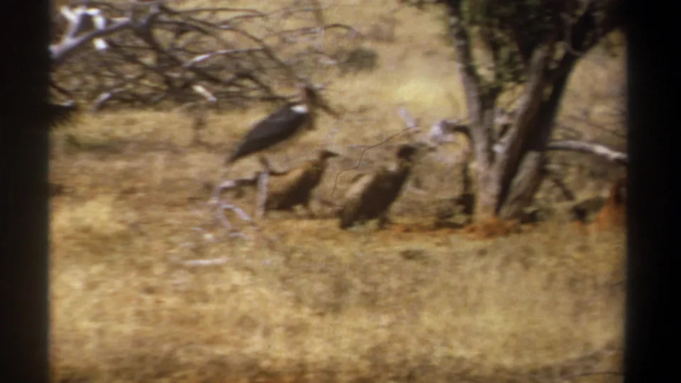 1969 Kenya 8mm frame with a marabou stork and vultures near a tree and fallen branches in savanna.