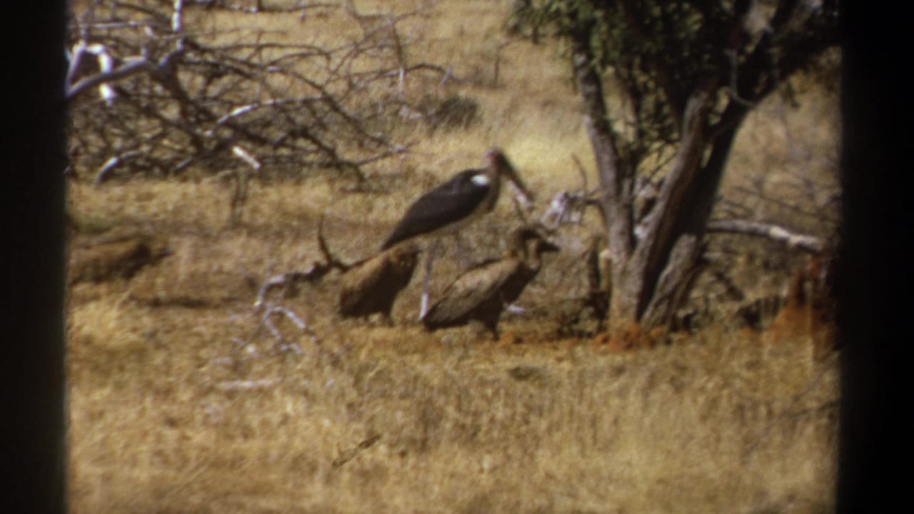 1969 Kenya 8mm frame showing a marabou stork standing near vultures feeding beneath a sparse tree in dry savanna grass.
