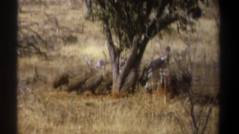 1969 Kenya 8mm frame with motion-softened vultures moving around a feeding area near a tree in dry savanna grass.
