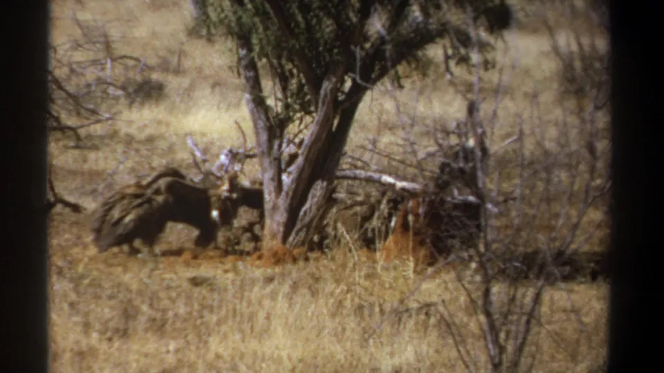 1969 Kenya 8mm frame showing vultures gathered tightly at a feeding site beside a sparse tree in dry savanna terrain.
