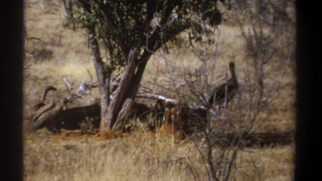 1969 Kenya 8mm frame showing a large scavenging bird near brush and a partly hidden carcass under a tree in dry savanna.