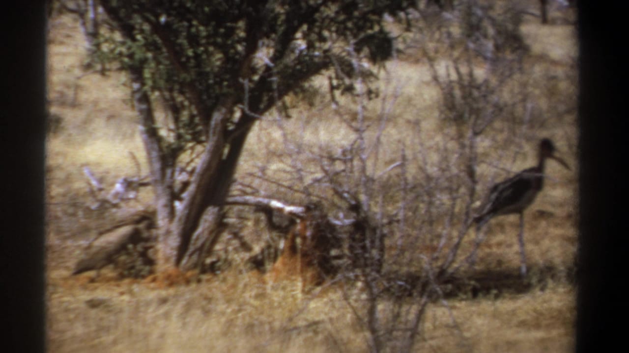 Two large birds stand near brush and a carcass under a tree.