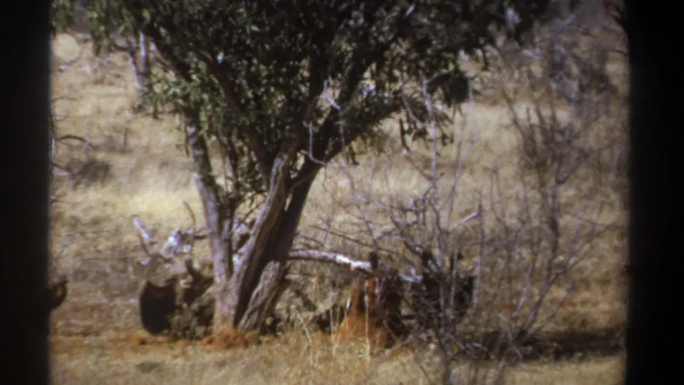 1969 Kenya 8mm frame showing a large bird at the left edge near dry brush, a tree, and a partly concealed carcass.