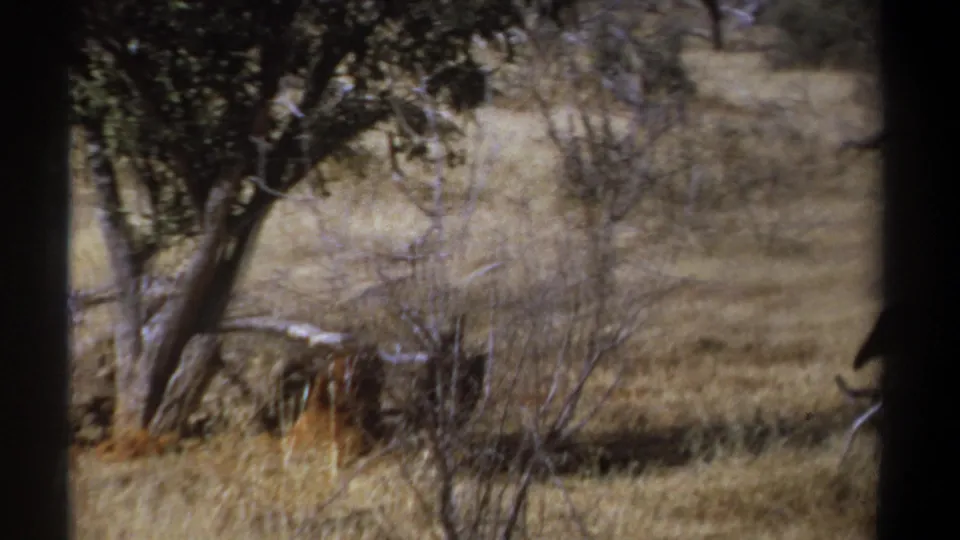 1969 Kenya 8mm frame holding on a tree and dry brush, with a large scavenging bird partly cropped at the right edge.