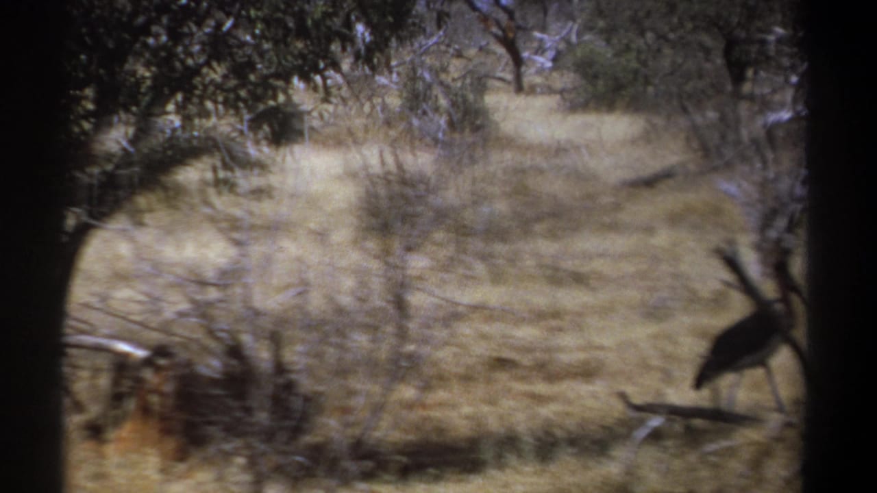 1969 Kenya 8mm frame showing a large dark bird partly silhouetted among scrub and dry savanna grass.