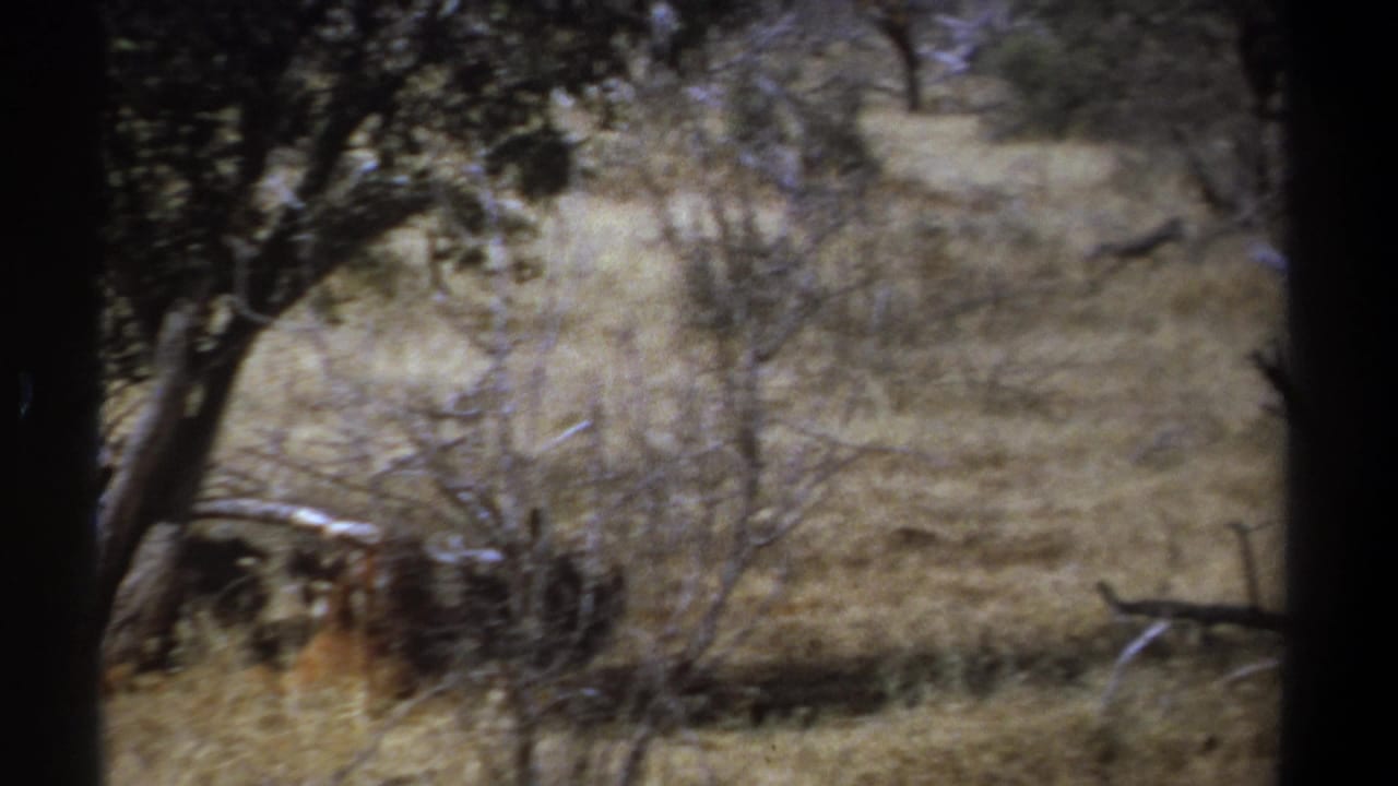 1969 Kenya 8mm frame with dry savanna grass, scattered trees, and a dark animal form partly obscured beneath branches.