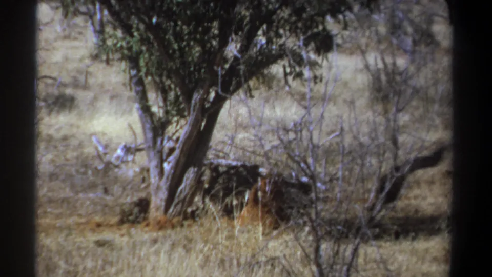 1969 Kenya 8mm frame showing savanna brush, a tree trunk, dry grass, and a dark bird-like form near the right edge.
