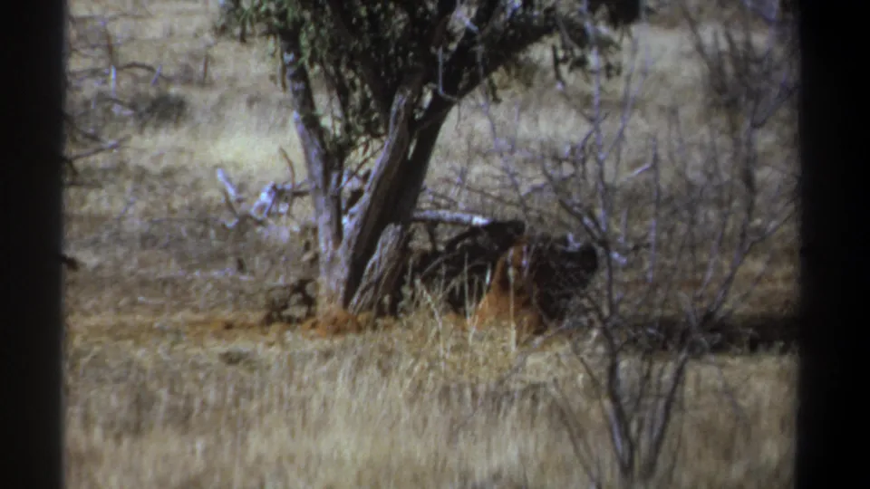 1969 Kenya 8mm frame of dry grass, brush, and a shaded animal form partly concealed near a tree.