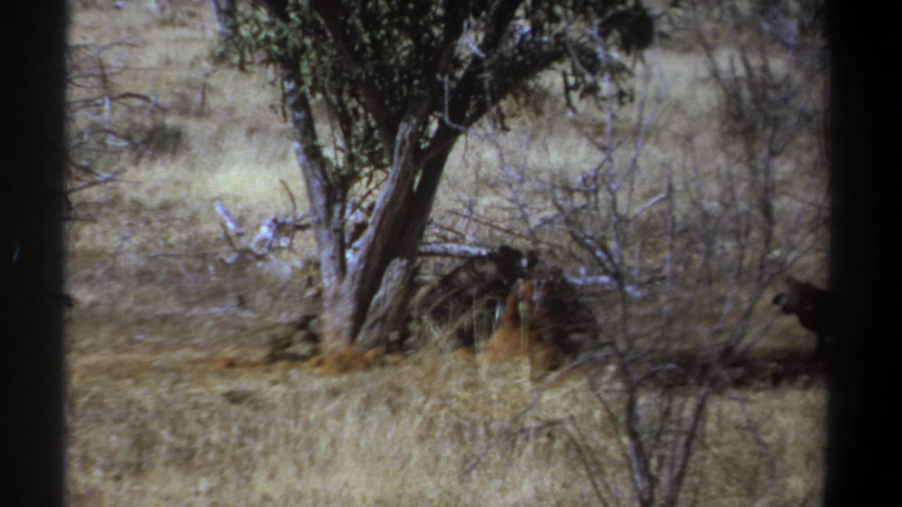 1969 Kenya 8mm frame showing dark vultures near a sparse tree in a dry savanna landscape.