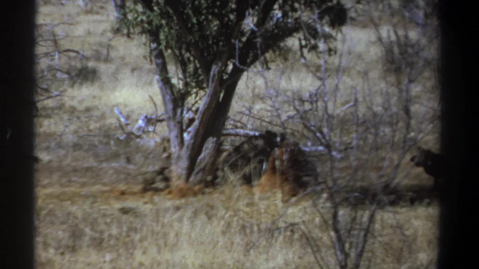 1969 Kenya 8mm frame showing dark vultures near a sparse tree in a dry savanna landscape.