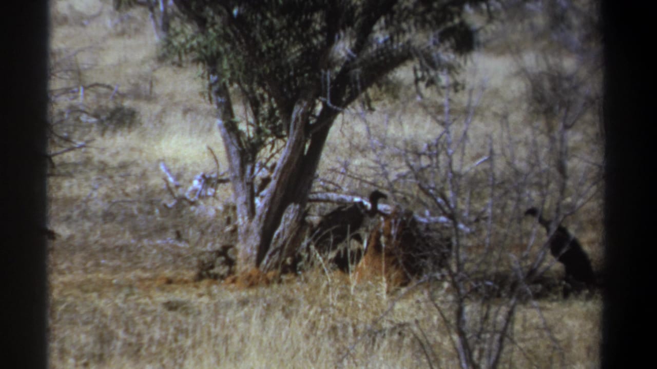 1969 Kenya home-movie frame with vultures clustered near brush beneath a sparse savanna tree.
