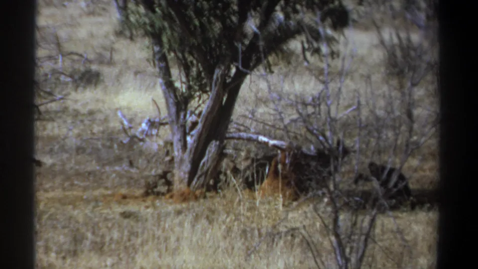 1969 Kenya 8mm frame showing vultures partly obscured by grass and scrub in open savanna.