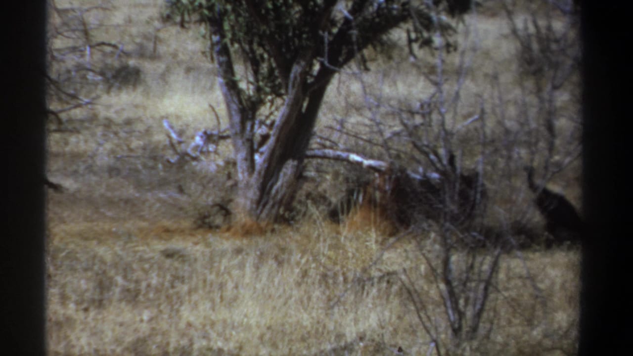 1969 Kenya 8mm frame showing vultures partly obscured by brush in dry savanna grass near a sparse tree.