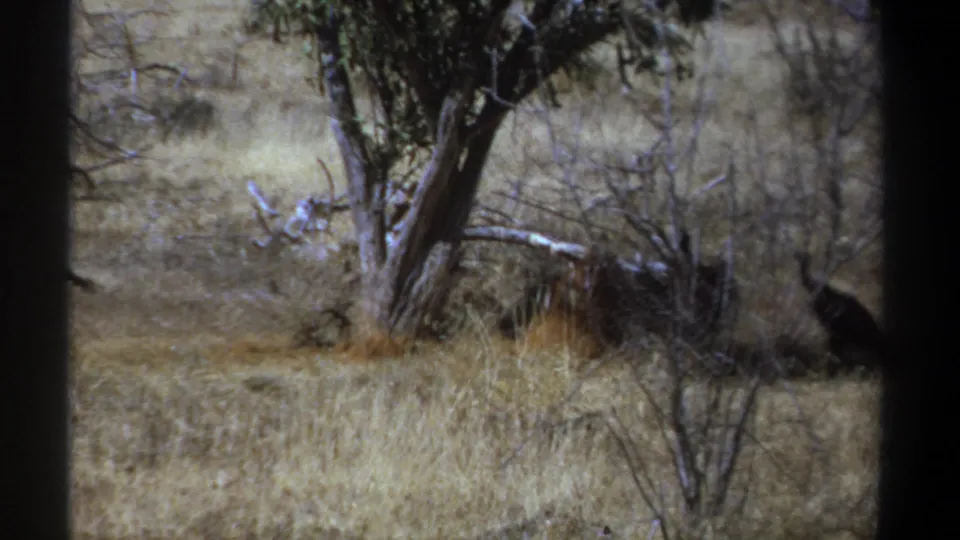 1969 Kenya 8mm frame showing vultures partly obscured by brush in dry savanna grass near a sparse tree.