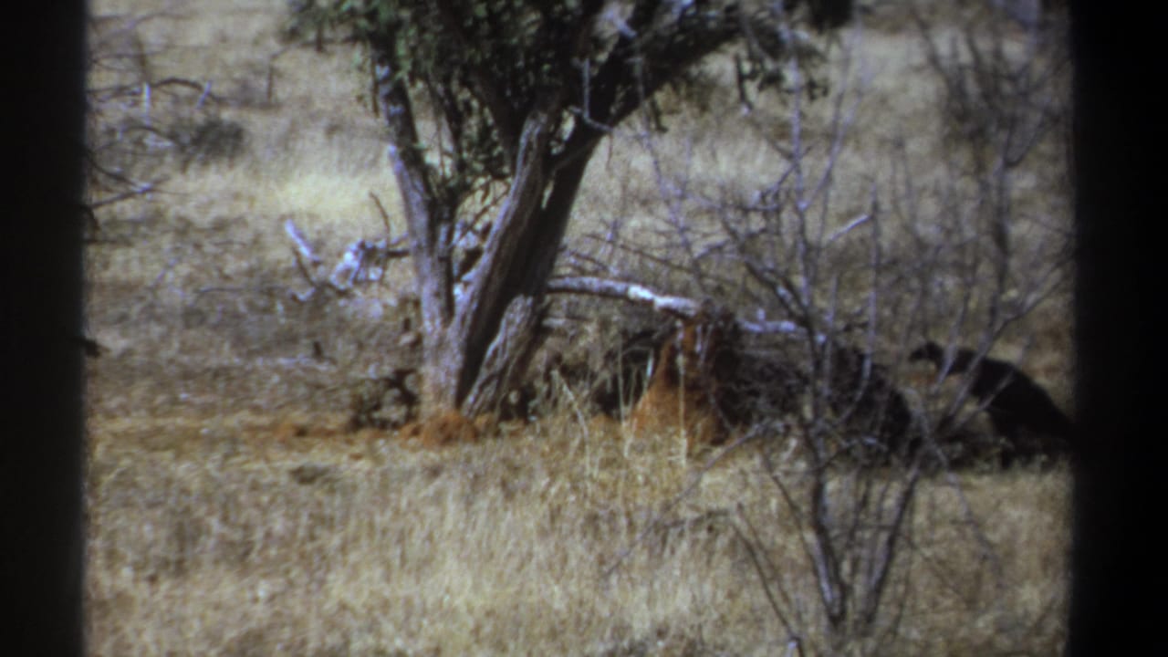 1969 Kenya 8mm frame with vultures visible near brush and dry grass beneath a sparse savanna tree.