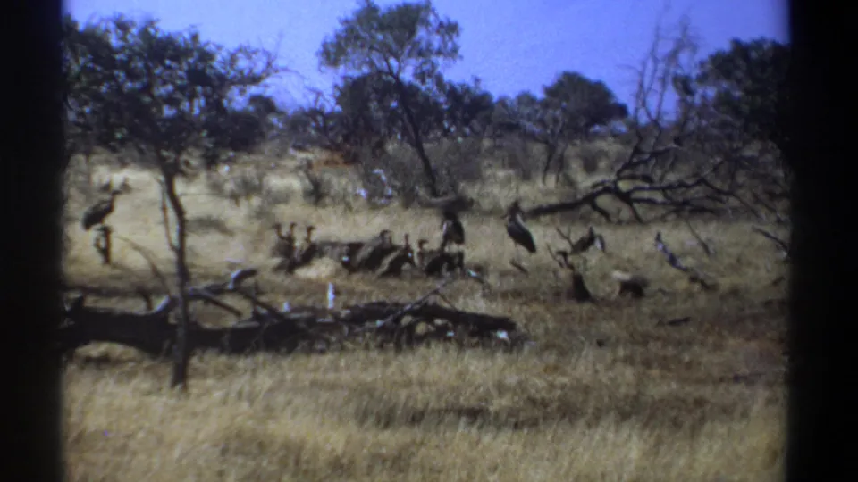 1969 Kenya 8mm frame showing a group of vultures around a carcass among dry grass, fallen branches, and scattered trees.