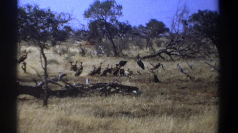 1969 Kenya 8mm frame showing vultures feeding near a carcass beside fallen branches in dry savanna grass.