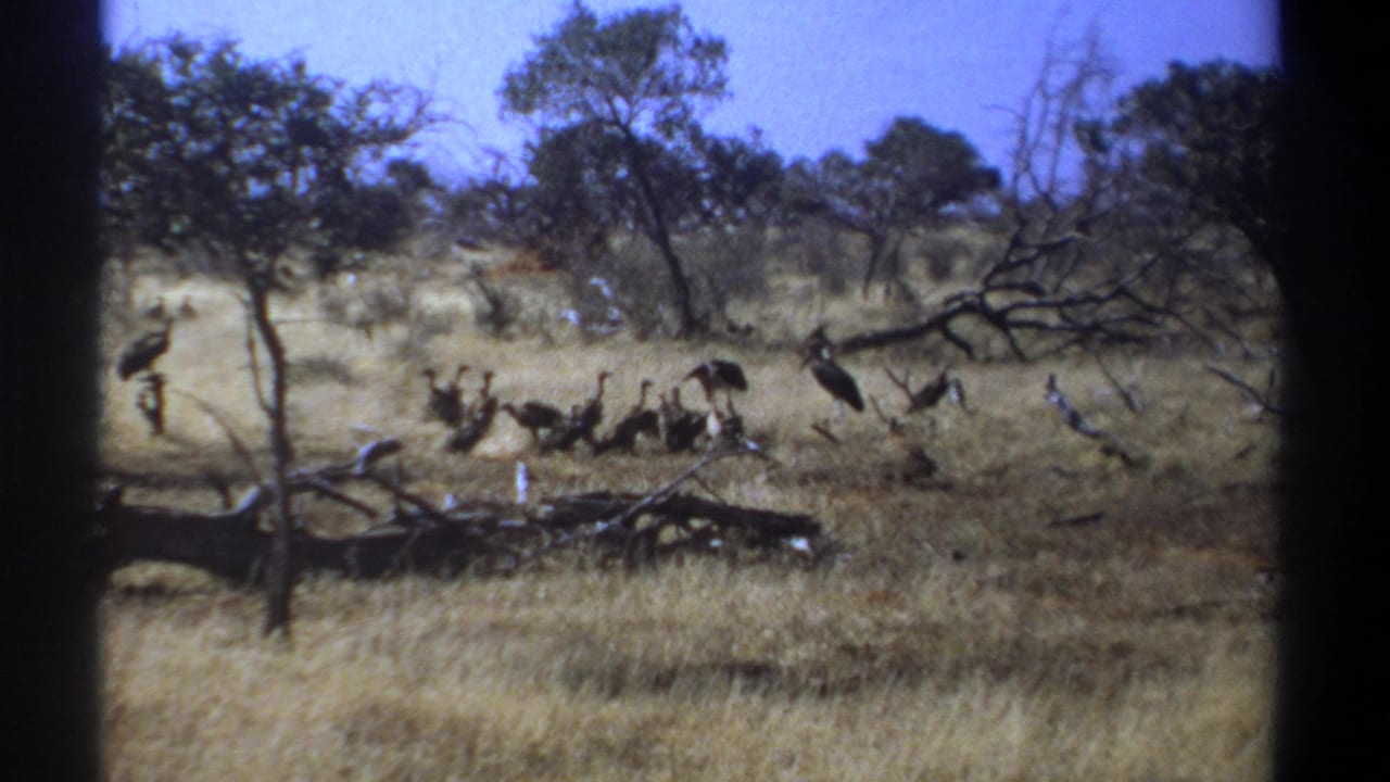 1969 Kenya 8mm frame showing vultures clustered in a dry savanna clearing with fallen wood, scattered trees, and blue sky.
