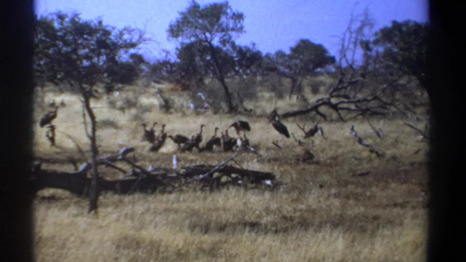 1969 Kenya 8mm frame showing vultures clustered in a dry savanna clearing with fallen wood, scattered trees, and blue sky.