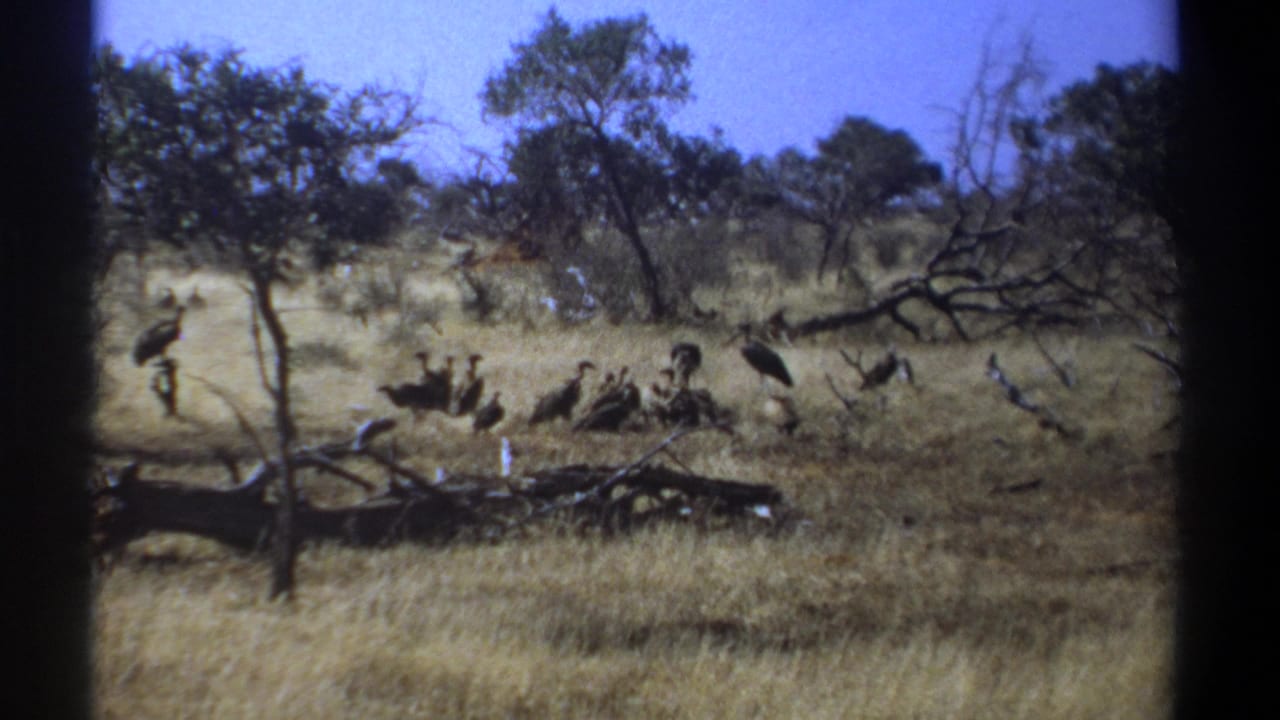 1969 Kenya 8mm frame with vultures spread across a grassy savanna area, some standing upright and others clustered near brush.