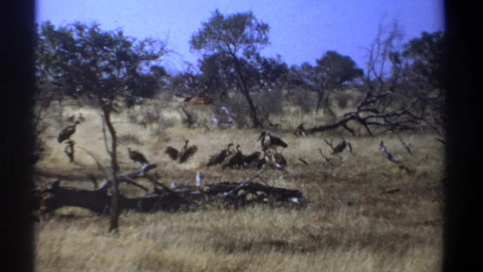 1969 Kenya 8mm frame showing vultures around fallen branches in a dry savanna clearing with scrub trees in the background.